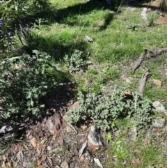 Marrubium vulgare (Horehound) at Mount Majura - 4 Oct 2021 by Sarah2019