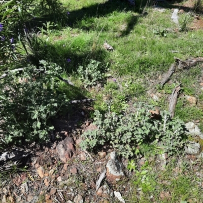 Marrubium vulgare (Horehound) at Mount Majura - 4 Oct 2021 by Sarah2019