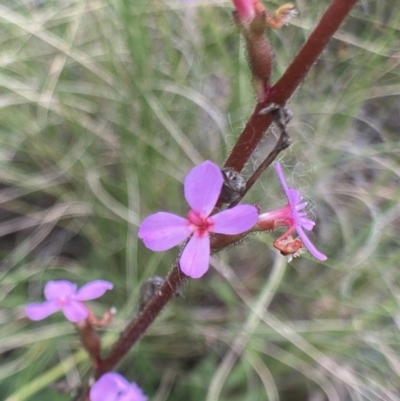 Stylidium graminifolium (Grass Triggerplant) at Bungendore, NSW - 2 Oct 2021 by yellowboxwoodland