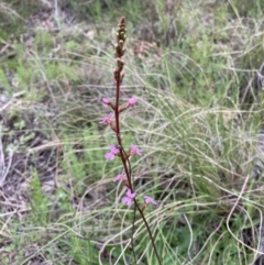 Stylidium graminifolium at Bungendore, NSW - 2 Oct 2021