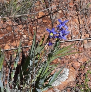 Stypandra glauca at Hackett, ACT - 4 Oct 2021