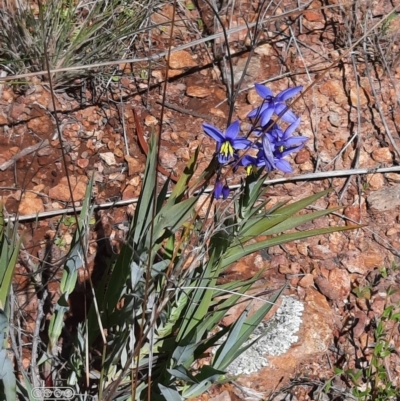 Stypandra glauca (Nodding Blue Lily) at Mount Majura - 4 Oct 2021 by Sarah2019