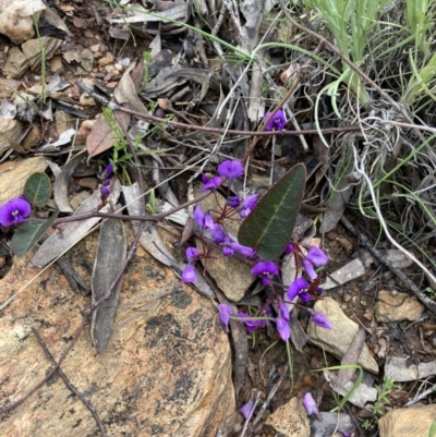Hardenbergia violacea (False Sarsaparilla) at Bungendore, NSW - 2 Oct 2021 by yellowboxwoodland