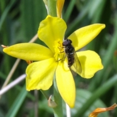 Bulbine bulbosa (Golden Lily) at Hackett, ACT - 4 Oct 2021 by Sarah2019