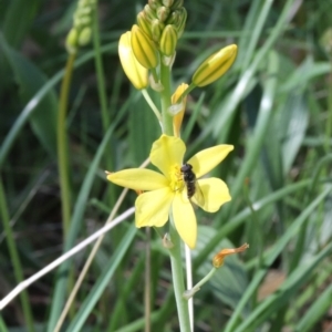 Bulbine bulbosa at Hackett, ACT - 4 Oct 2021