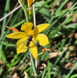 Bulbine bulbosa at Hackett, ACT - 4 Oct 2021 01:09 PM