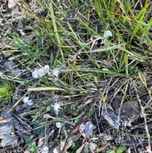 Leucopogon virgatus at Holt, ACT - 19 Sep 2021