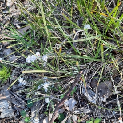 Leucopogon virgatus (Common Beard-heath) at Holt, ACT - 19 Sep 2021 by Sarah2019