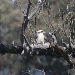 Dacelo novaeguineae at Hawker, ACT - 4 Oct 2021