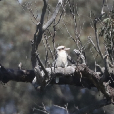 Dacelo novaeguineae (Laughing Kookaburra) at Hawker, ACT - 4 Oct 2021 by AlisonMilton