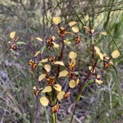 Diuris pardina (Leopard Doubletail) at Crace, ACT - 4 Oct 2021 by clinde