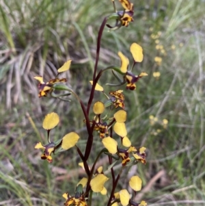 Diuris pardina at Crace, ACT - 4 Oct 2021