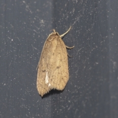 Chezala privatella (A Concealer moth) at Higgins, ACT - 2 Oct 2021 by AlisonMilton