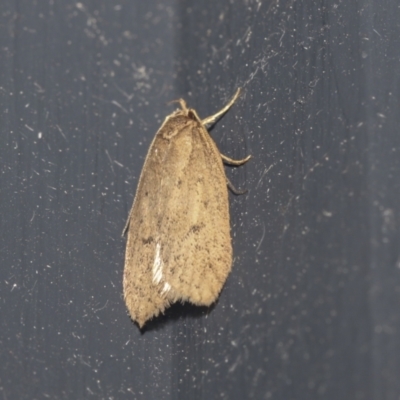 Chezala privatella (A Concealer moth) at Higgins, ACT - 2 Oct 2021 by AlisonMilton
