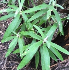 Bedfordia arborescens (Blanket Bush) at Paddys River, ACT - 3 Oct 2021 by Ned_Johnston