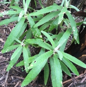 Bedfordia arborescens at Paddys River, ACT - 3 Oct 2021 11:32 AM