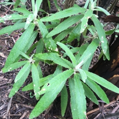 Bedfordia arborescens (Blanket Bush) at Tidbinbilla Nature Reserve - 3 Oct 2021 by Ned_Johnston