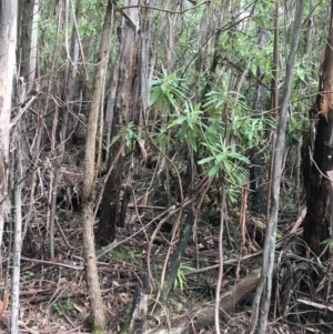 Bedfordia arborescens at Paddys River, ACT - 3 Oct 2021 11:32 AM