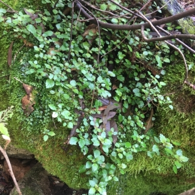 Australina pusilla subsp. muelleri (Small Shade Nettle) at Tidbinbilla Nature Reserve - 3 Oct 2021 by Ned_Johnston