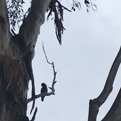 Callocephalon fimbriatum (Gang-gang Cockatoo) at Hughes Garran Woodland - 29 Sep 2021 by Tapirlord