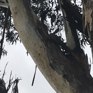 Callocephalon fimbriatum at Garran, ACT - suppressed