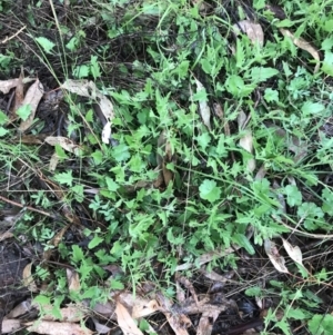 Convolvulus angustissimus subsp. angustissimus at Garran, ACT - 29 Sep 2021 05:13 PM