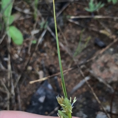 Carex inversa (Knob Sedge) at Hughes Garran Woodland - 29 Sep 2021 by Tapirlord