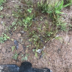 Carex inversa at Garran, ACT - 29 Sep 2021