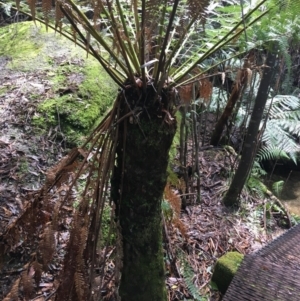 Dicksonia antarctica at Paddys River, ACT - suppressed