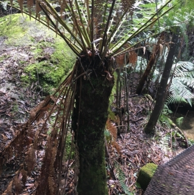 Dicksonia antarctica (Soft Treefern) at Tidbinbilla Nature Reserve - 3 Oct 2021 by NedJohnston