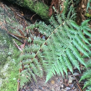 Dicksonia antarctica at Paddys River, ACT - suppressed