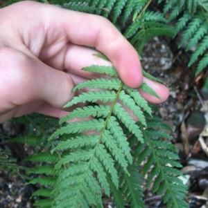 Dicksonia antarctica at Paddys River, ACT - suppressed