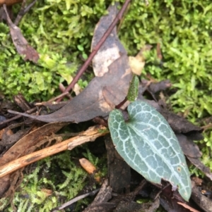 Clematis aristata at Paddys River, ACT - 3 Oct 2021