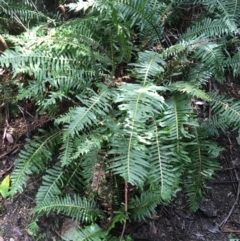 Blechnum nudum (Fishbone Water Fern) at Tidbinbilla Nature Reserve - 3 Oct 2021 by Ned_Johnston