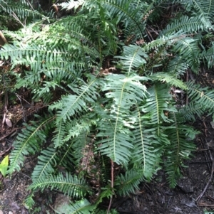 Blechnum nudum at Paddys River, ACT - 3 Oct 2021 11:50 AM