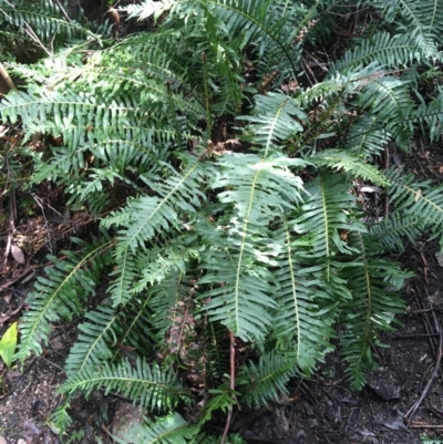 Blechnum nudum (Fishbone Water Fern) at Paddys River, ACT - 3 Oct 2021 by NedJohnston