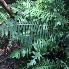 Blechnum nudum at Paddys River, ACT - 3 Oct 2021 11:50 AM