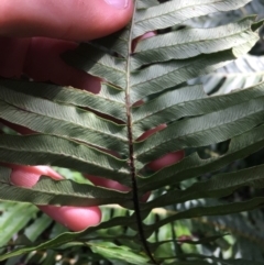 Blechnum nudum at Paddys River, ACT - 3 Oct 2021 11:50 AM