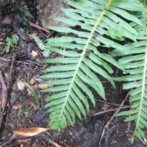 Blechnum nudum at Paddys River, ACT - 3 Oct 2021 11:50 AM