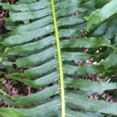 Blechnum nudum at Paddys River, ACT - 3 Oct 2021 11:50 AM