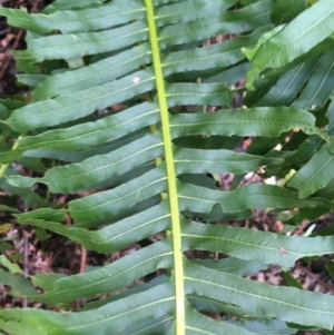 Blechnum nudum at Paddys River, ACT - 3 Oct 2021 11:50 AM