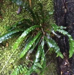 Blechnum patersonii subsp. patersonii (Strap Water Fern) at Tidbinbilla Nature Reserve - 3 Oct 2021 by NedJohnston