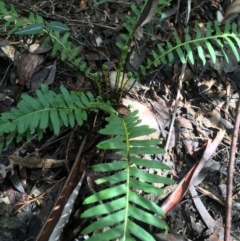 Blechnum nudum (Fishbone Water Fern) at Tidbinbilla Nature Reserve - 3 Oct 2021 by NedJohnston