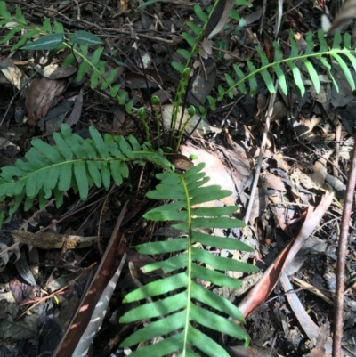 Blechnum nudum (Fishbone Water Fern) at Paddys River, ACT - 3 Oct 2021 by Ned_Johnston