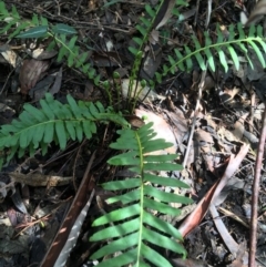 Blechnum nudum (Fishbone Water Fern) at Paddys River, ACT - 3 Oct 2021 by Ned_Johnston