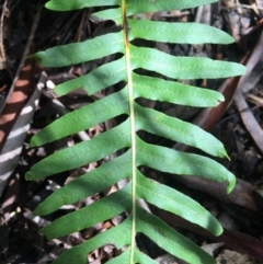 Blechnum nudum at Paddys River, ACT - 3 Oct 2021 12:16 PM