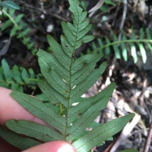 Blechnum nudum at Paddys River, ACT - 3 Oct 2021