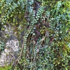 Asplenium flabellifolium (Necklace Fern) at Paddys River, ACT - 3 Oct 2021 by NedJohnston