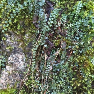 Asplenium flabellifolium (Necklace Fern) at Paddys River, ACT - 3 Oct 2021 by Ned_Johnston