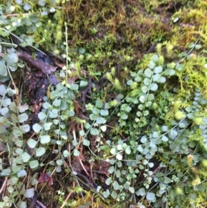 Asplenium flabellifolium at Paddys River, ACT - 3 Oct 2021 12:02 PM